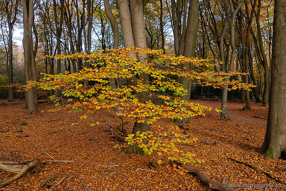 Speulderbos 051125-07