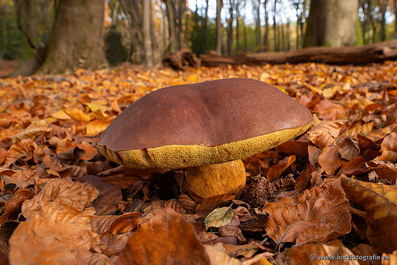 Speulderbos 051125-13