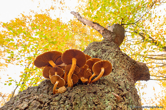 Speulderbos 051125-14