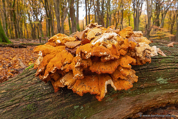 Speulderbos 051125-15