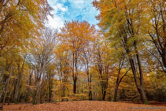 Speulderbos 051125-08