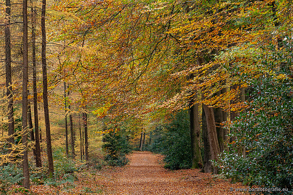 Speulderbos 051125-09