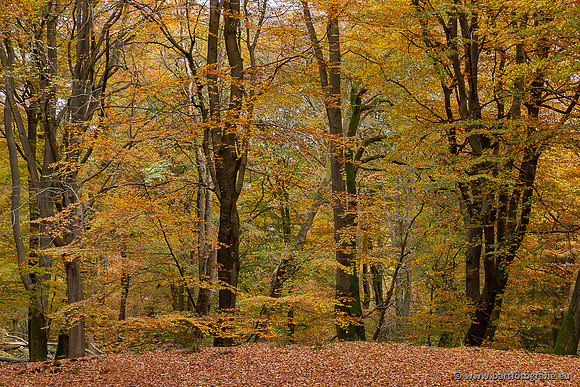 Speulderbos 051125-10