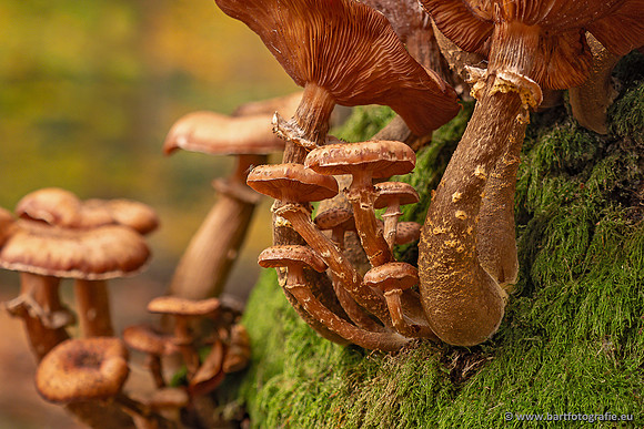 Speulderbos 051125-21