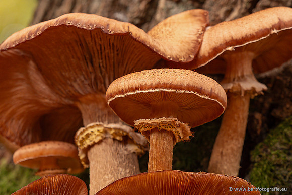 Speulderbos 051125-22