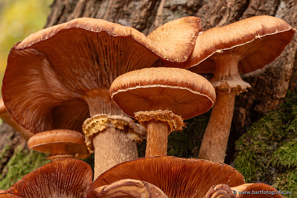 Speulderbos 051125-23