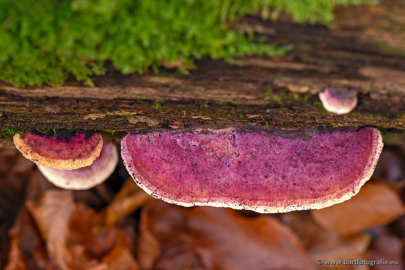 Speulderbos 051125-24