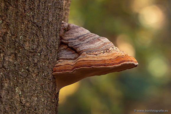 Speulderbos 051125-25