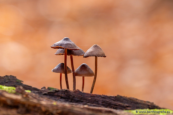 Speulderbos 051125-26