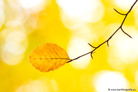 Speulderbos 051125