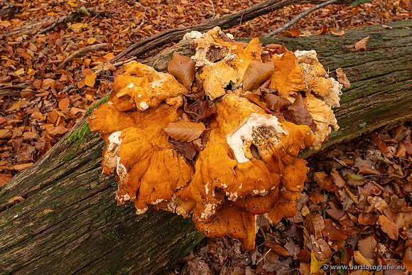 Speulderbos 051125-16