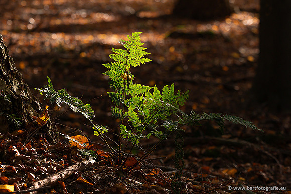 Speulderbos 051125-30