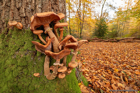 Speulderbos 051125-18