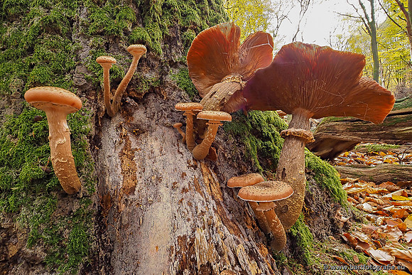 Speulderbos 051125-19