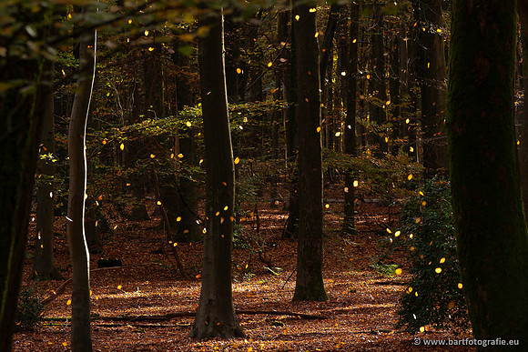 Speulderbos 051125-34