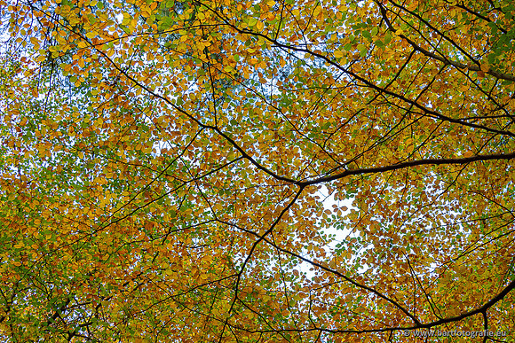 Speulderbos 051125-29