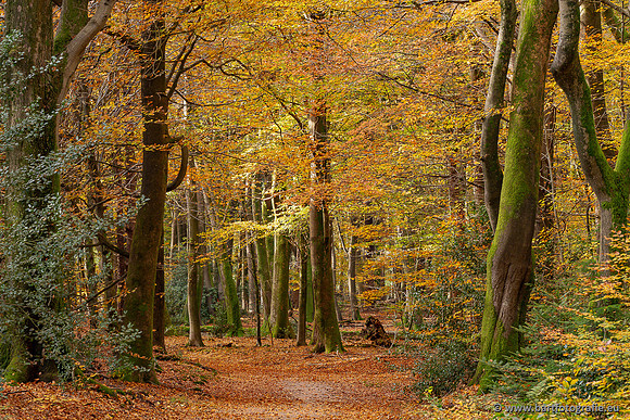 Speulderbos 051125-31