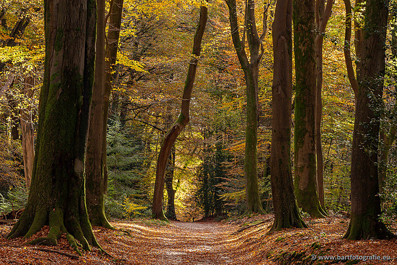 Speulderbos 051125-32