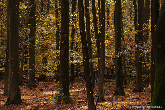 Speulderbos 051125-33