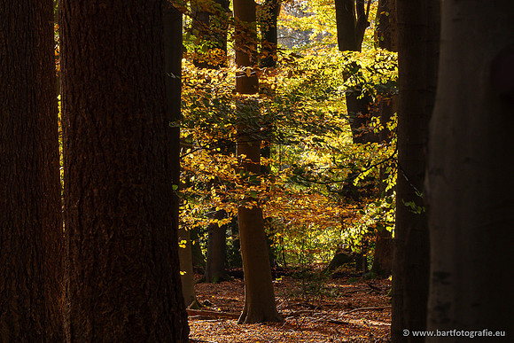 Speulderbos 051125-39