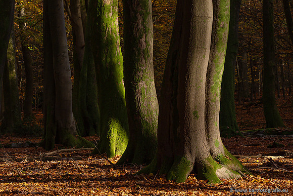 Speulderbos 051125-40