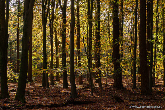 Speulderbos 051125-35