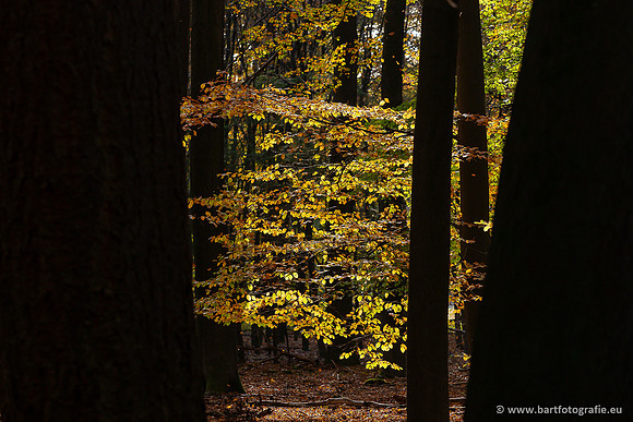 Speulderbos 051125-41