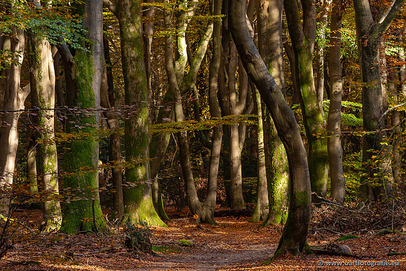 Speulderbos 051125-36