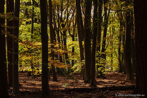 Speulderbos 051125-37