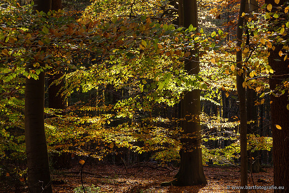 Speulderbos 051125-38