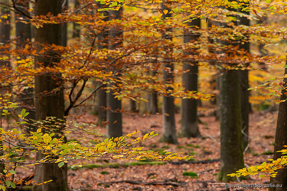 Speulderbos 051125-46