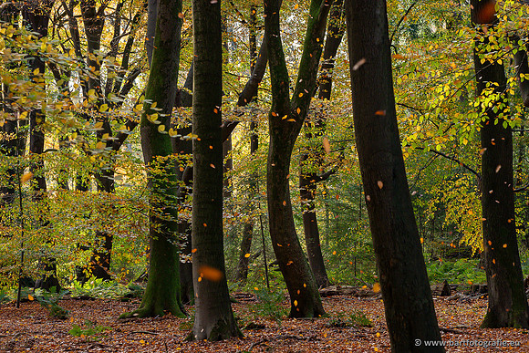 Speulderbos 051125-42
