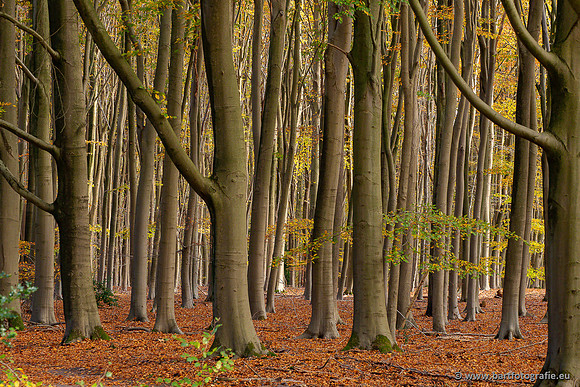 Speulderbos 051125-43