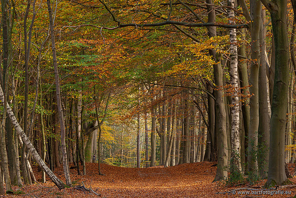 Speulderbos 051125-44