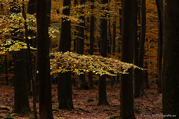 Speulderbos 051125-50