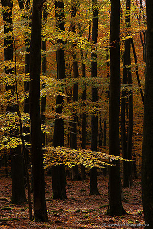Speulderbos 051125-51