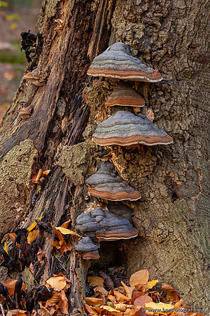 Speulderbos 051125-52