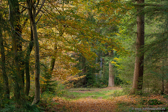 Speulderbos 051125-45