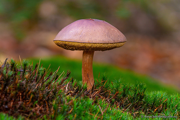 Speulderbos 051125-55
