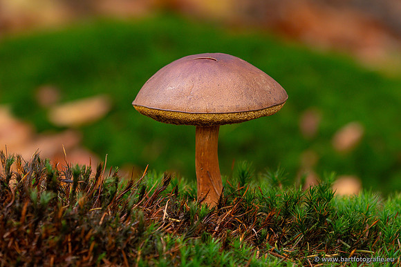Speulderbos 051125-56