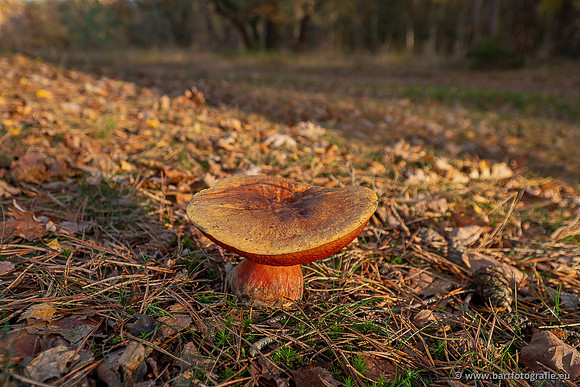 Speulderbos 051125-57