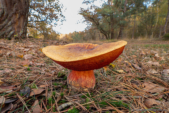 Speulderbos 051125-58