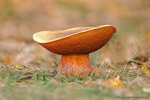 Speulderbos 051125-60