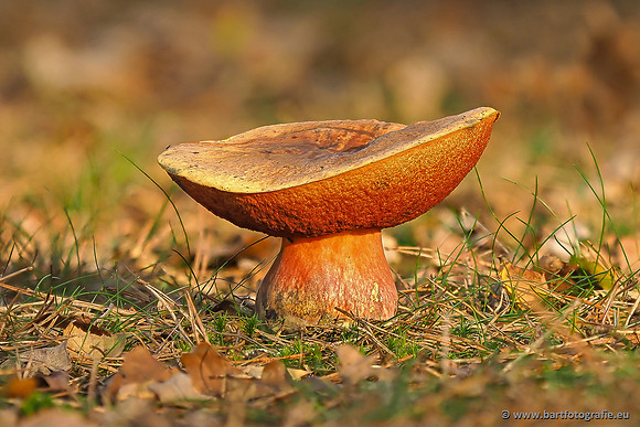 Speulderbos 051125-62