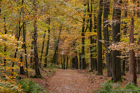 Speulderbos 051125-47