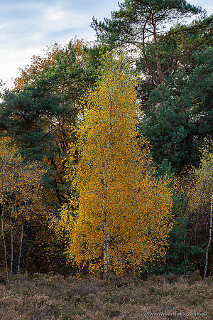 Speulderbos 051125-64