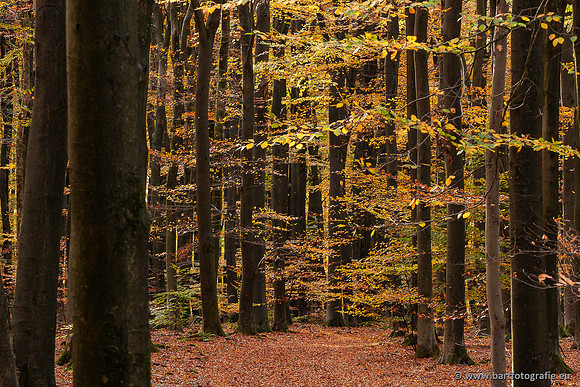 Speulderbos 051125-48