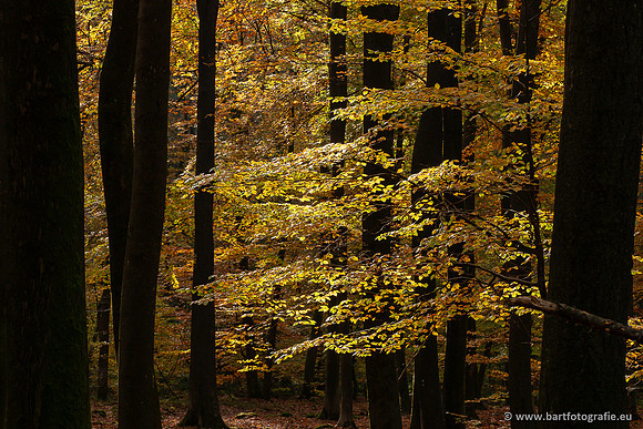 Speulderbos 051125-49
