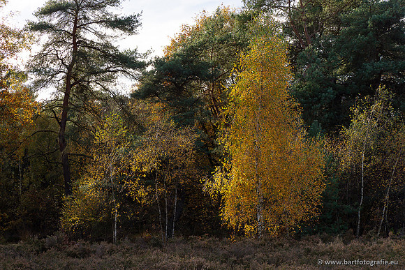 Speulderbos 051125-63