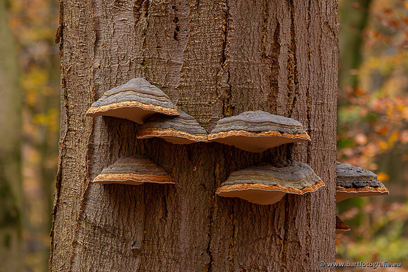 Paddenstoelen 2024-128